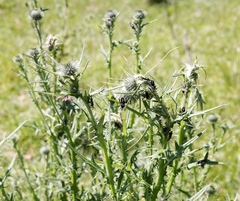 Anoplocnemis