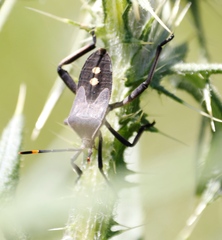 Anoplocnemis