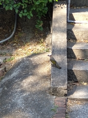 Pycnonotus sinensis formosae