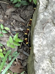 Micrurus tener tener