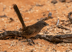 Amytornis textilis