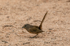 Amytornis textilis