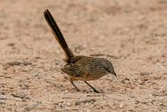 Amytornis textilis