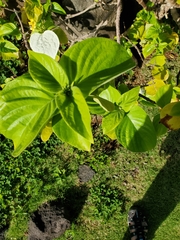 Mussaendeae