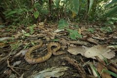 Atractus flammigerus
