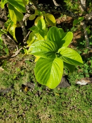 Mussaendeae