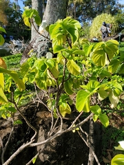 Mussaendeae