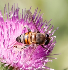 Phytomia