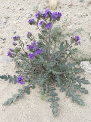 Phacelia crenulata