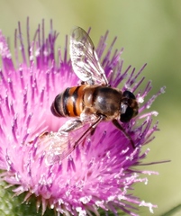 Phytomia
