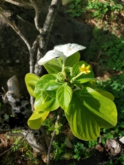 Mussaendeae