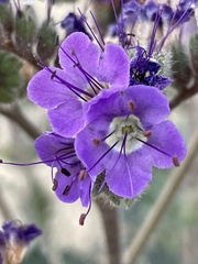 Phacelia crenulata