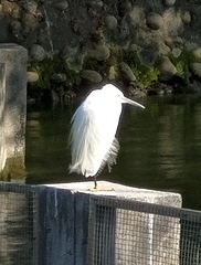 Egretta garzetta