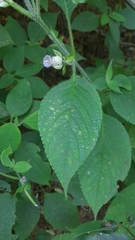 Strobilanthes heyneana