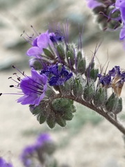 Phacelia crenulata