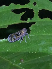 Pintalia constellaris