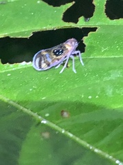 Pintalia constellaris