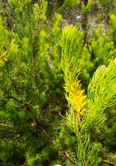 Persoonia acerosa