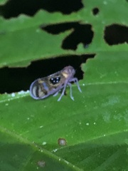 Pintalia constellaris