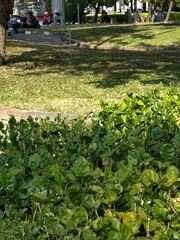 Motacilla alba leucopsis