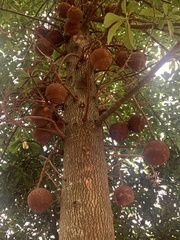 Couroupita guianensis