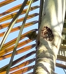 Zosterops simplex simplex