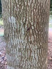 Couroupita guianensis