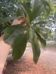 Couroupita guianensis