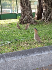 Gorsachius melanolophus