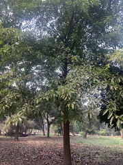 Couroupita guianensis