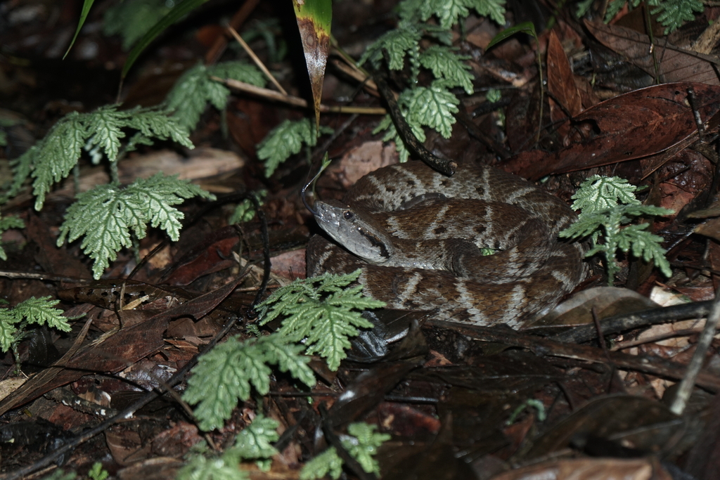 Common Lancehead