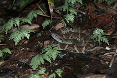 Bothrops atrox