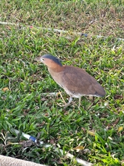 Gorsachius melanolophus