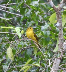Iole indica