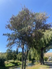 Sophora microphylla