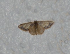 Idaea kendallaria