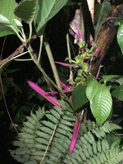Heliconia aemygdiana