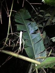 Heliconia aemygdiana
