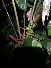 Heliconia aemygdiana