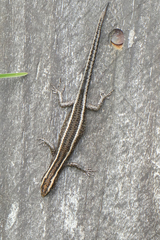 Cryptoblepharus pulcher pulcher