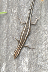 Cryptoblepharus pulcher pulcher
