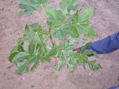 Sterculia appendiculata