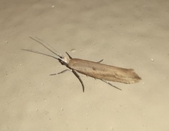 Ypsolopha ochrella