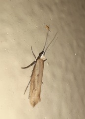 Ypsolopha ochrella