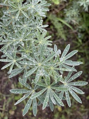 Lupinus variicolor