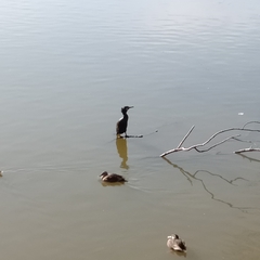 Phalacrocorax carbo hanedae