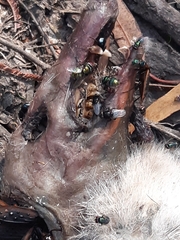 Chrysomya rufifacies