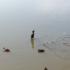 Phalacrocorax carbo hanedae