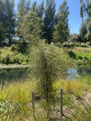 Sophora microphylla