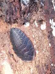 Laxta granicollis